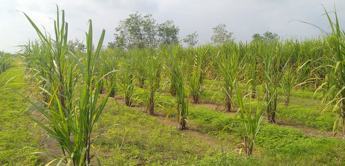 Marachekku Sesame Oil Manufacturers in Chennai